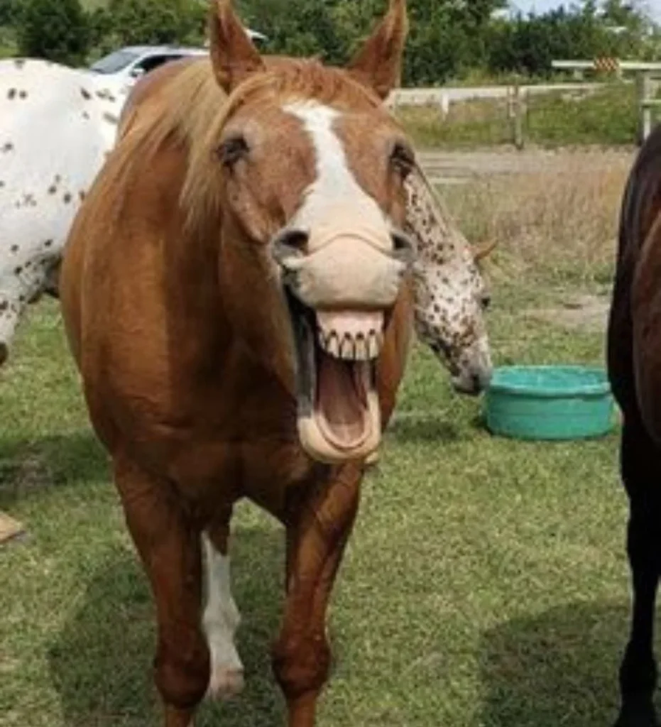 10 Hilarious Funny Picture for horse lovers-The Comedic Facial Expressions