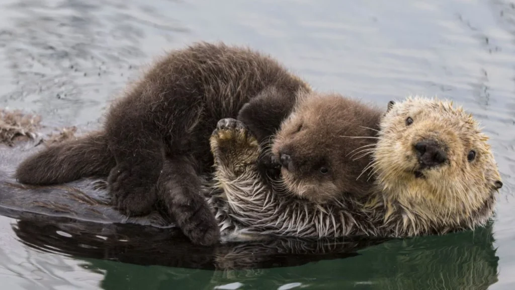 "When you're an otter and someone says, 'You otter be more serious.'"
