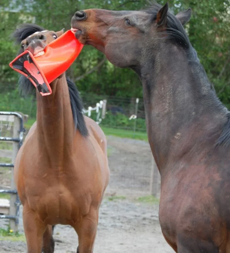10 Hilarious Funny Picture for horse lovers-The Playful Tug of War