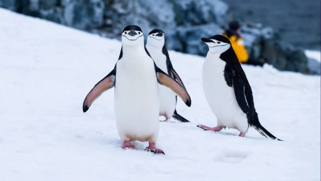 "When you're a penguin and realize you forgot to wear your tuxedo to the party."
