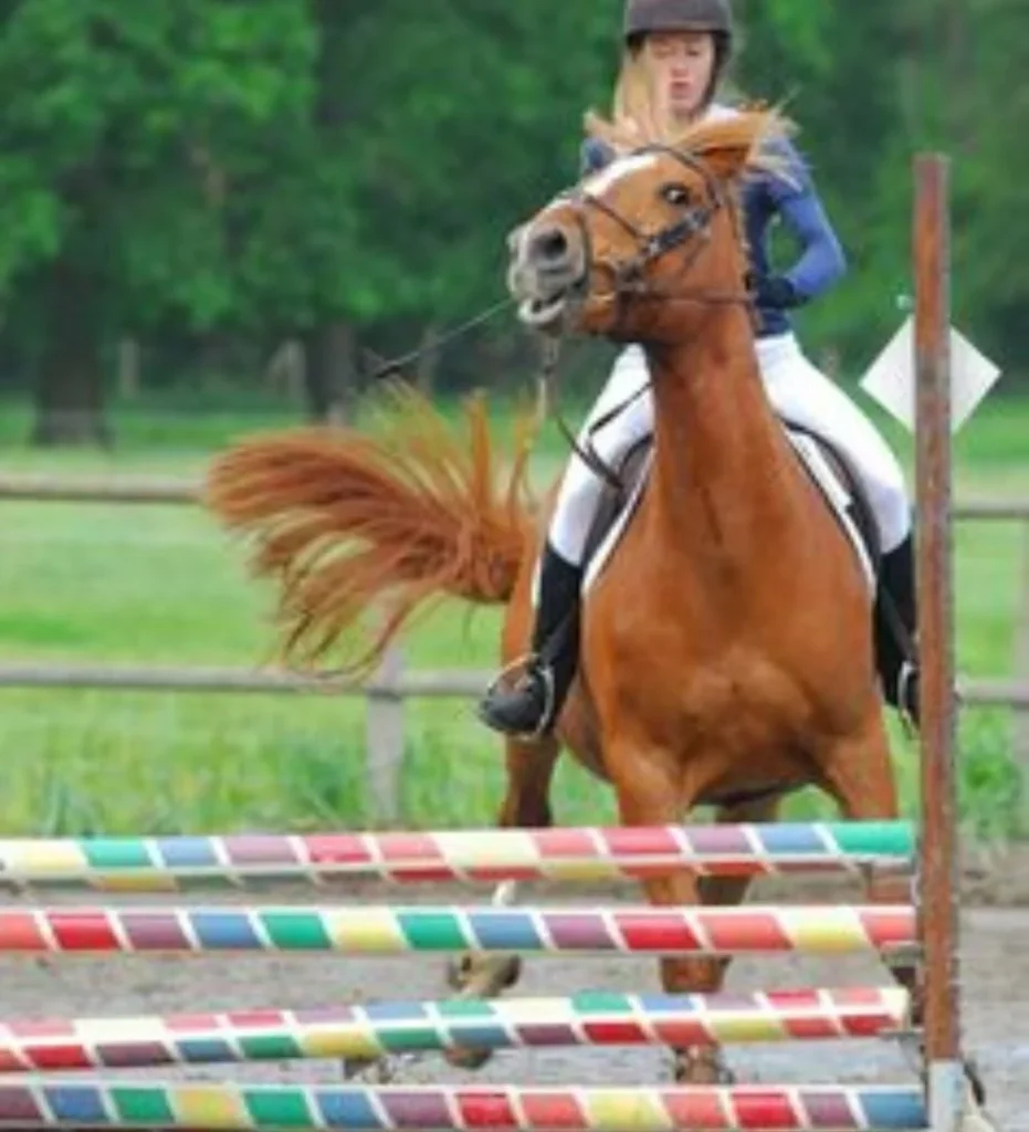 10 Hilarious Funny Picture for horse lovers-The "Did I Just Do That?" Moment