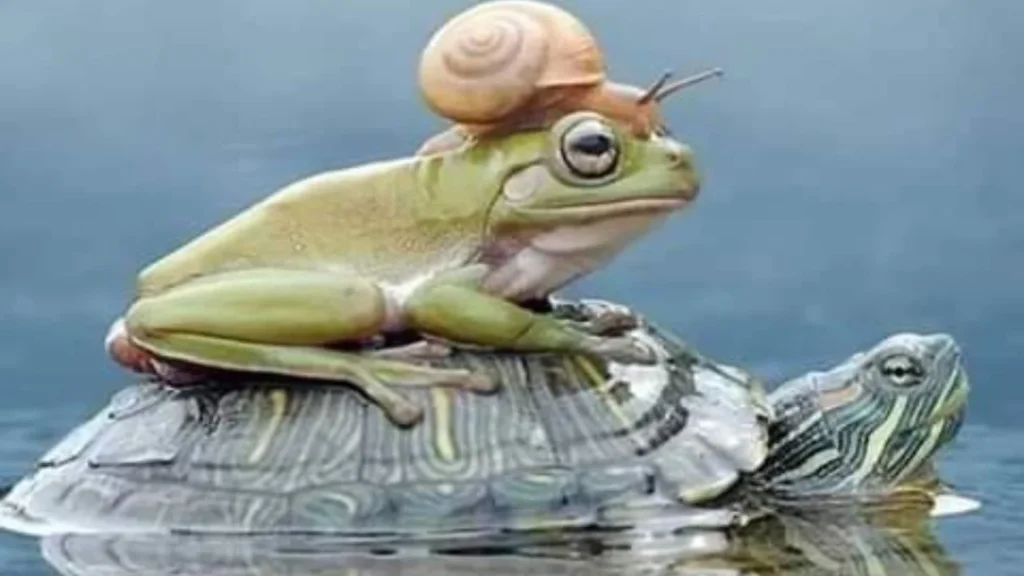"When you're a turtle and finally win a race against a snail."
