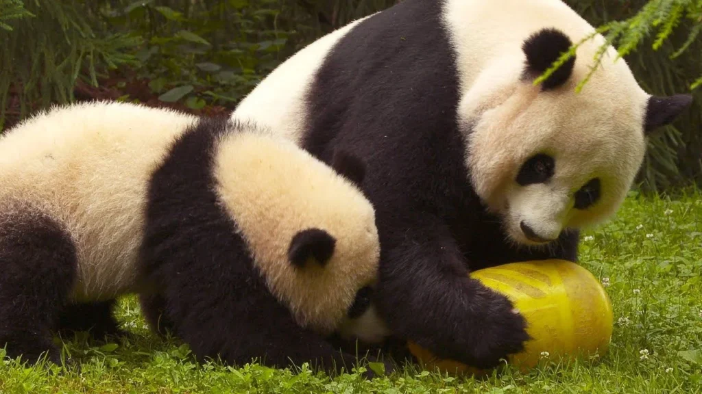 "When you're a panda and someone tells you to act natural in front of the camera."
