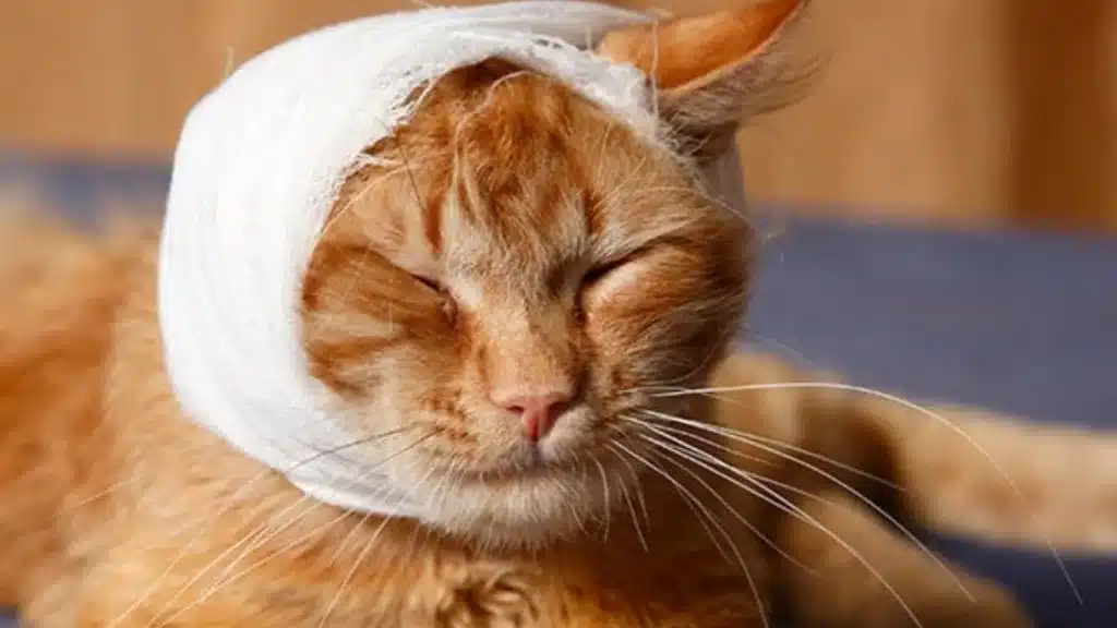"When you're a cat and accidentally send a text to your owner that says 'Meow' instead of 'Hey'."