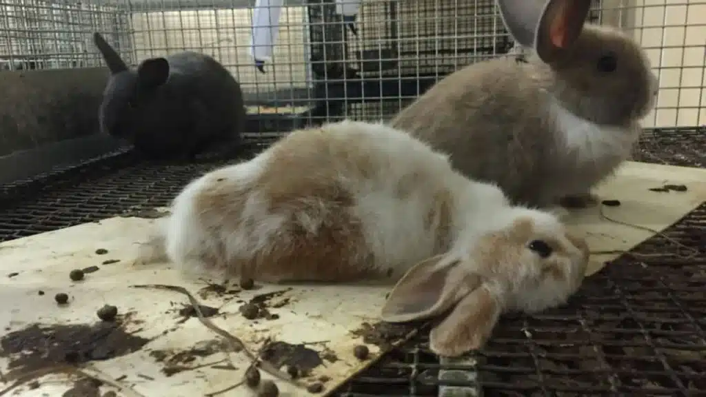 "When you're a bunny and can't resist the urge to do a happy hop."