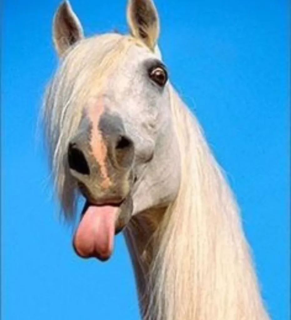 10 Hilarious Funny Picture for horse lovers-The Lip-Smacking Enthusiast