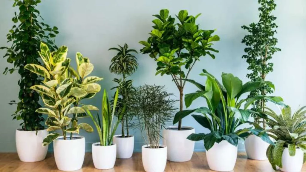 Bring some plants for your Dorm Decoration