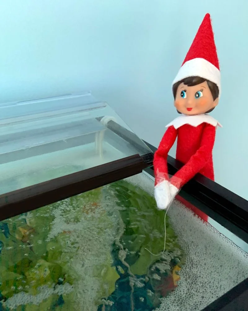 50 Last Minute Elf on the Shelf ideas-Caught