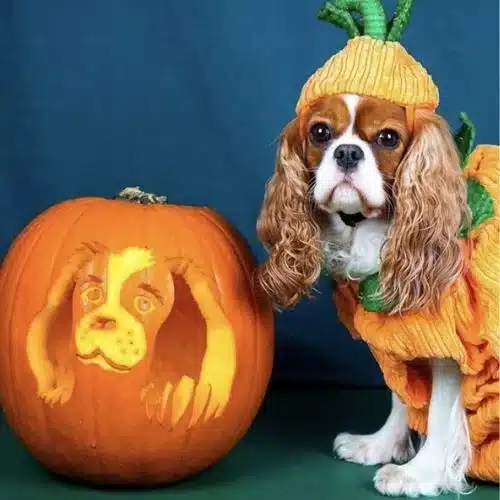 50 Best pumpkin carving ideas for Halloween and What type of pumpkin is used for Halloween?-Dog Portrait