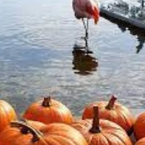 50 Best pumpkin carving ideas for Halloween and What type of pumpkin is used for Halloween?-Submarine Water Cooler
