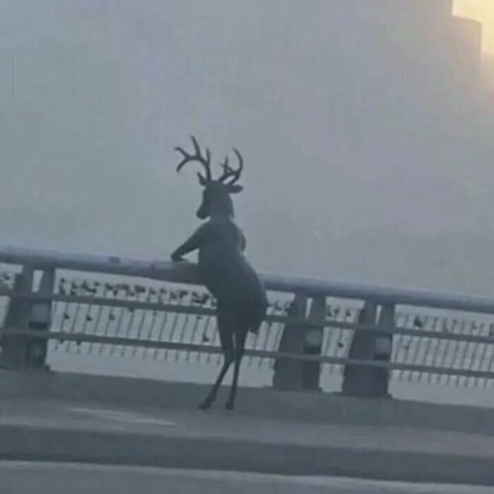 A Lonely Deer
