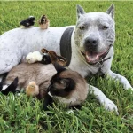 35+ Unusual Animal Friendships That’ll Melt Your Heart