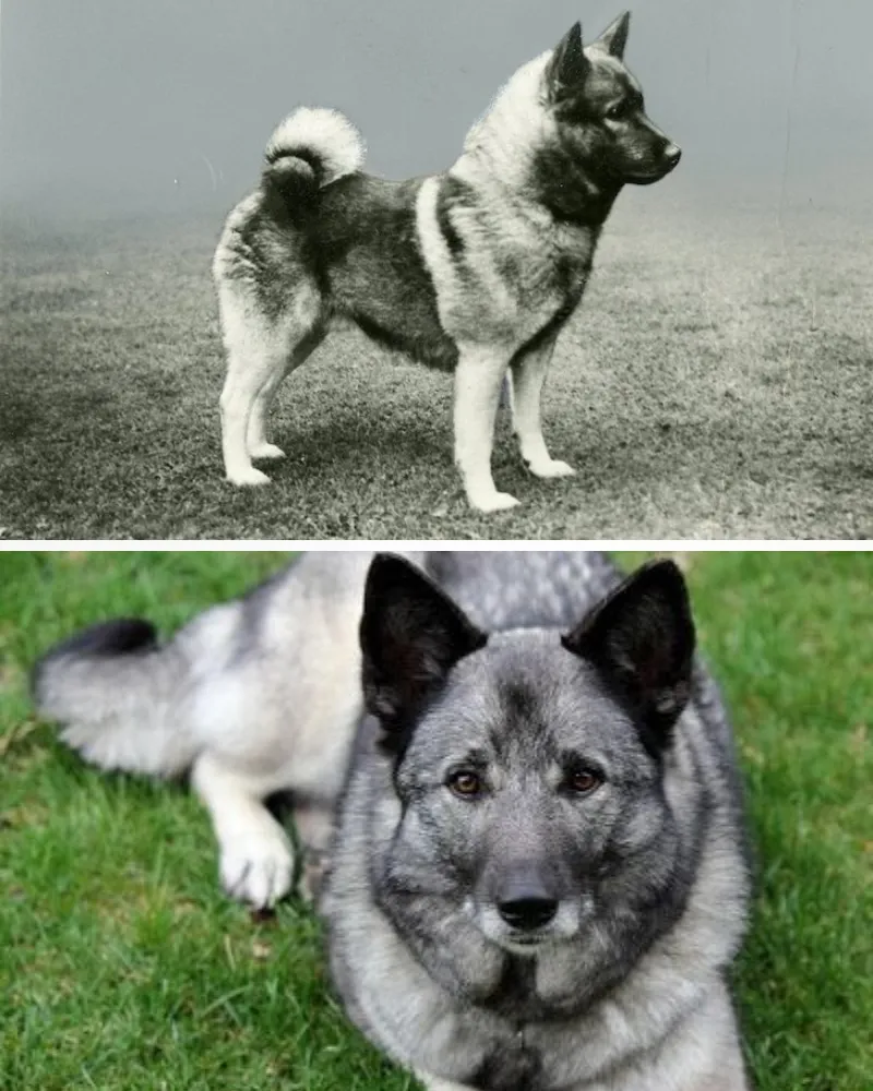 The Top Dog Breeds That Have Changed in Appearance Over 100 Years