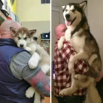 40+ Photos of Dogs Growing Up Alongside Their Favorite ‘Hoomans’