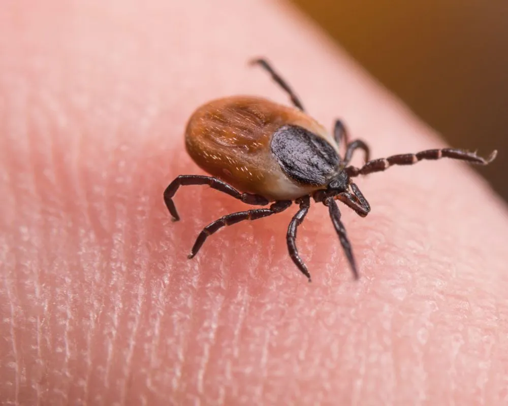 These 40+ Tiniest Animal Species Can Completely Wipe Us All Out