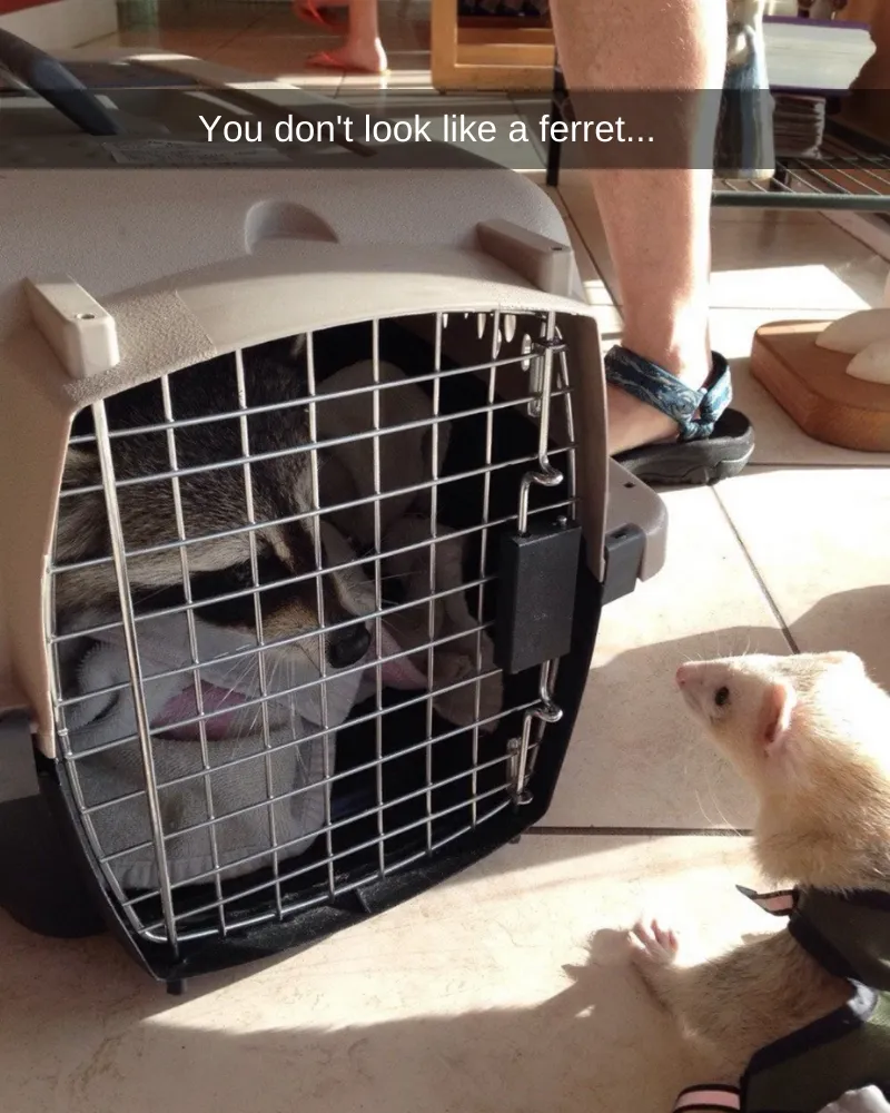 40+ People Whose Pets Will Forever Remember Their Visits to the Vet