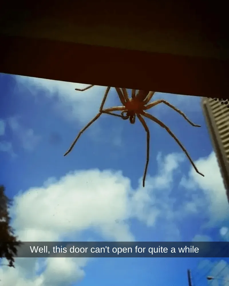 35+ Spiders That are Extra Scary Because of Where They Were Found