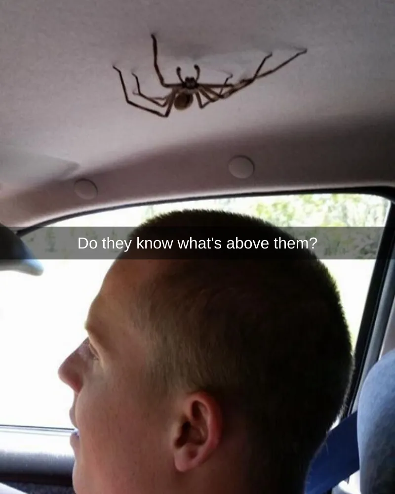 35+ Spiders That are Extra Scary Because of Where They Were Found