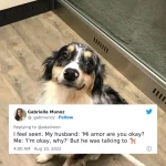 40+ People Share Embarrassing Moments When They Thought Someone Was Speaking to Them Instead of Their Pet