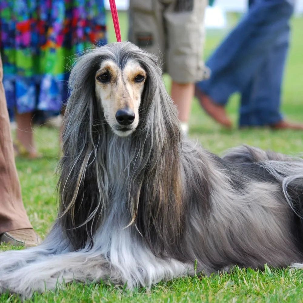 35+ Of The Most Peaceful Dog Breeds