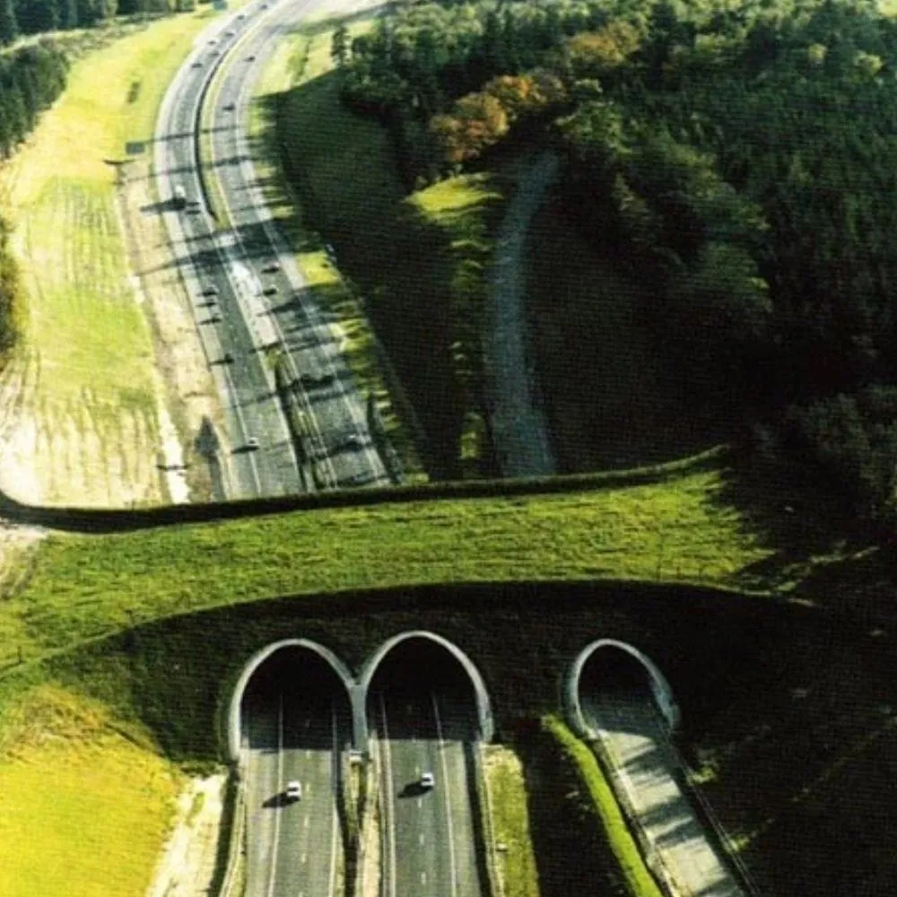 Animal Bridges and Crossings That Save Thousands of Animals Every Year
