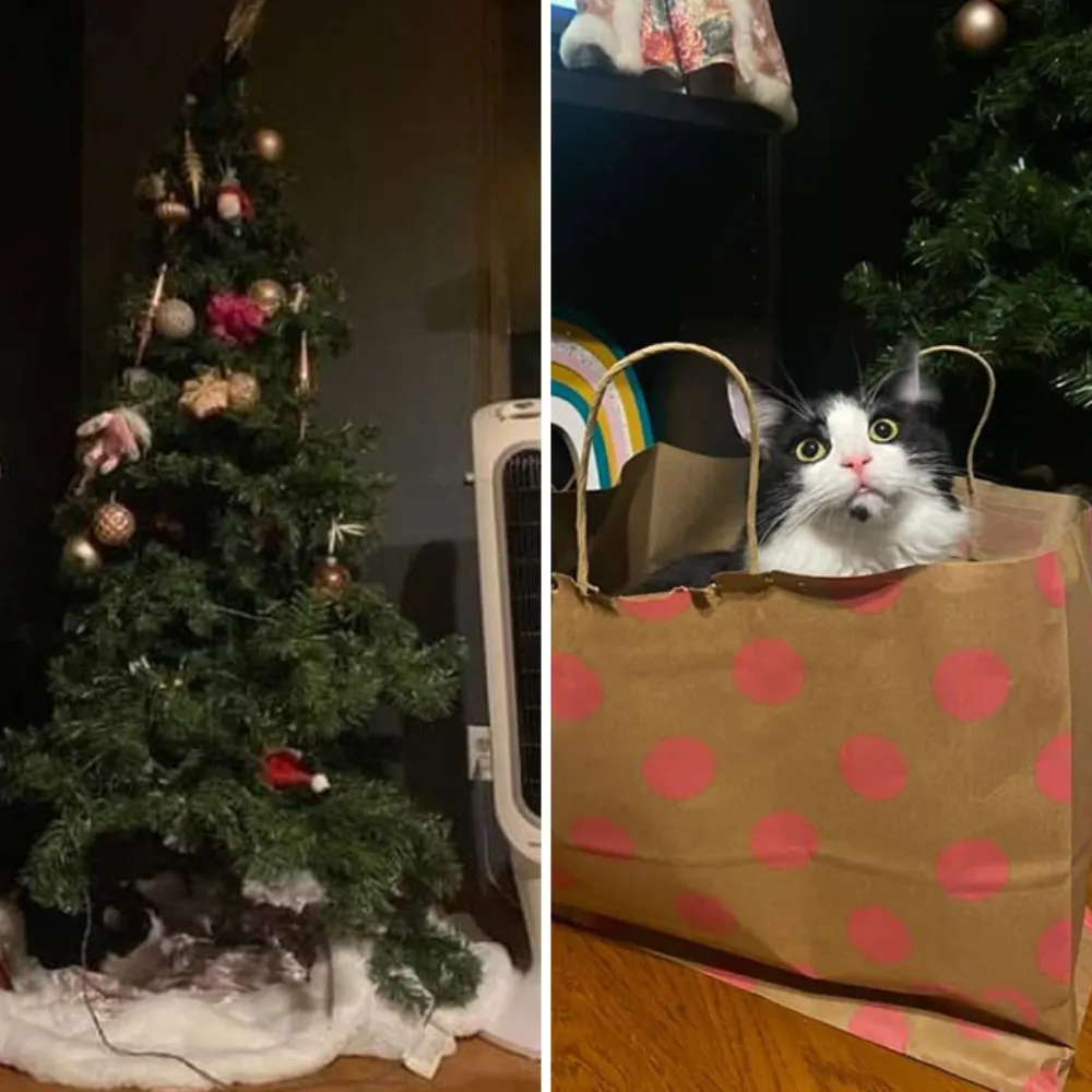 Kitty-Christmas-Bliss