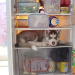 These Dogs Who Think They’re Hiding Are Simply Hilarious