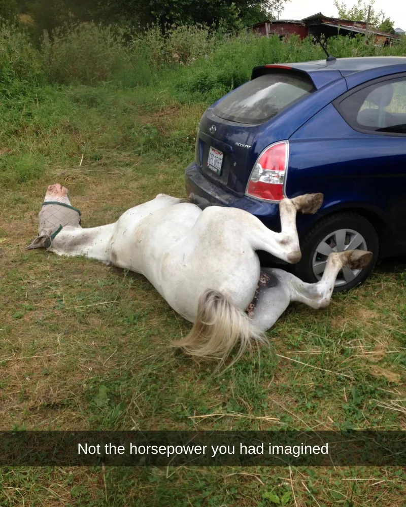 40+ Animals Who Decided to Break Their Default Setting of Being Normal
