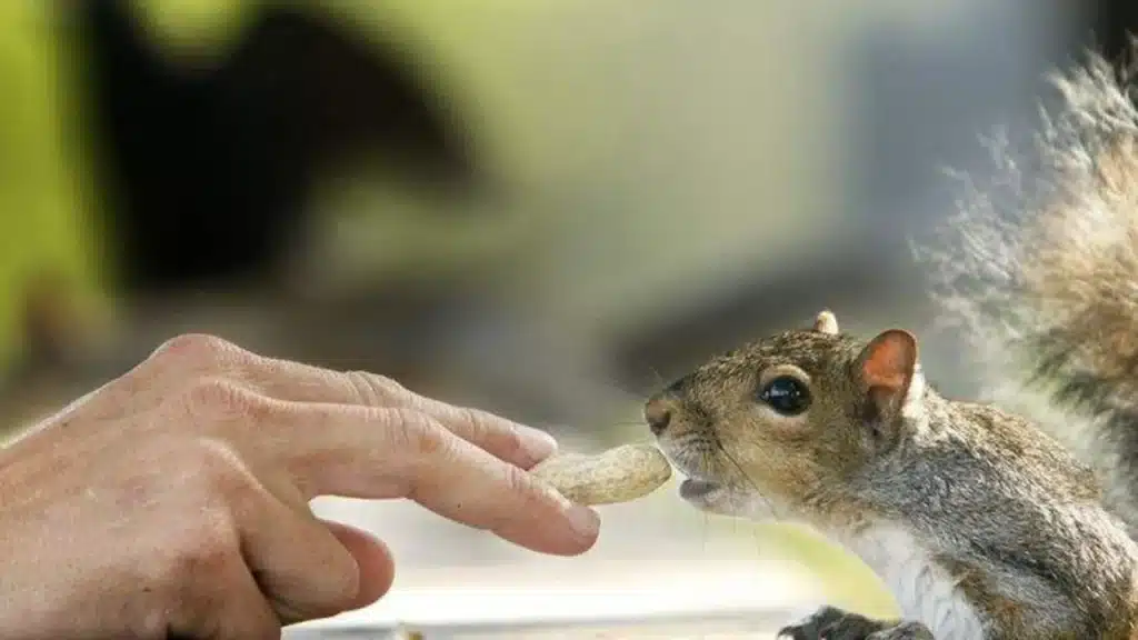 "When you're a squirrel and spot a human eating a bag of nuts."
