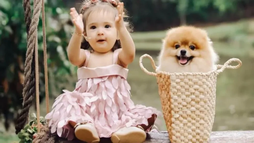 Top 20 family dogs 2023-Pomeranian