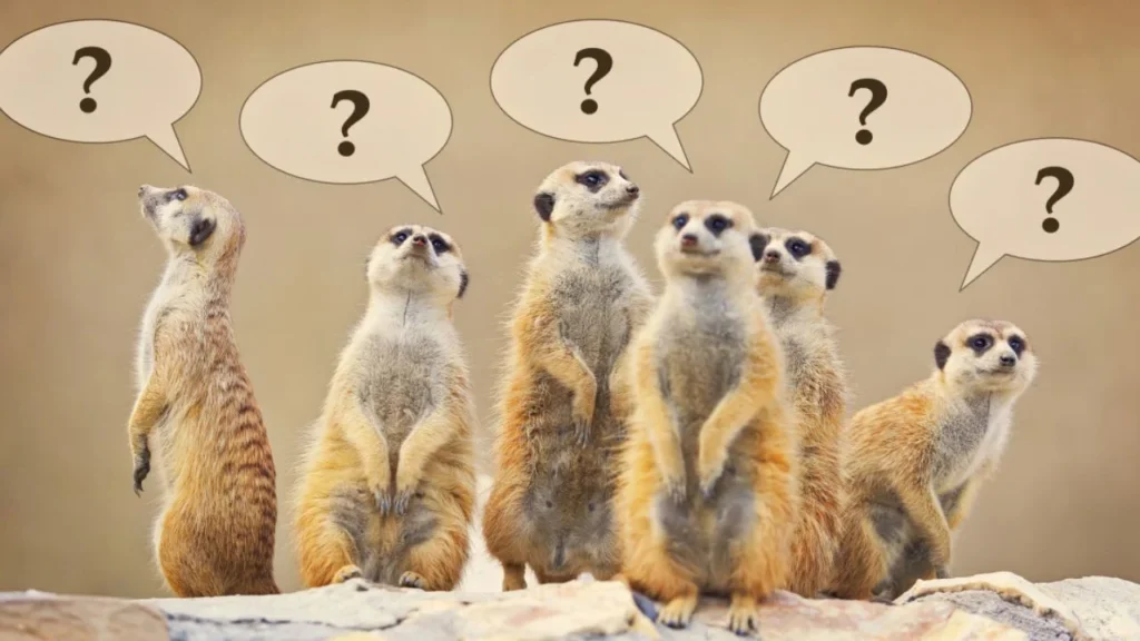 "When you're a meerkat and everyone asks, 'Who are you looking at?'"