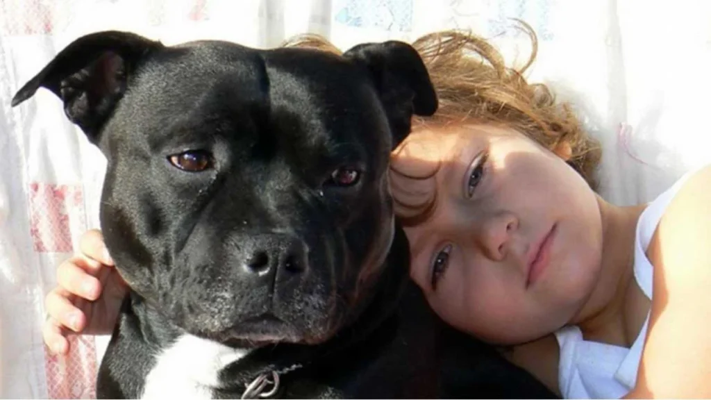 Top 20 family dogs 2023-Staffordshire Bull Terrier