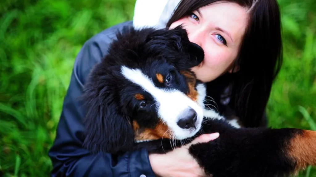 Top 20 family dogs 2023-Bernese Mountain Dog