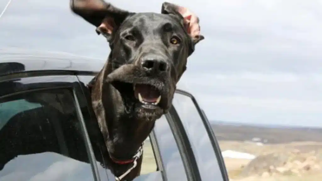 "When you're a dog and can't resist sticking your head out of the car window."
