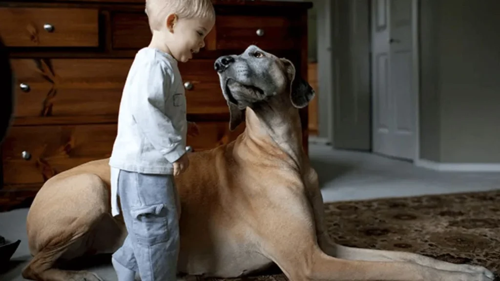 Top 20 family dogs 2023-Great Dane