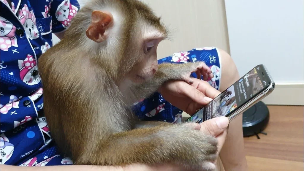 "When you're a monkey and discover a smartphone for the first time."
