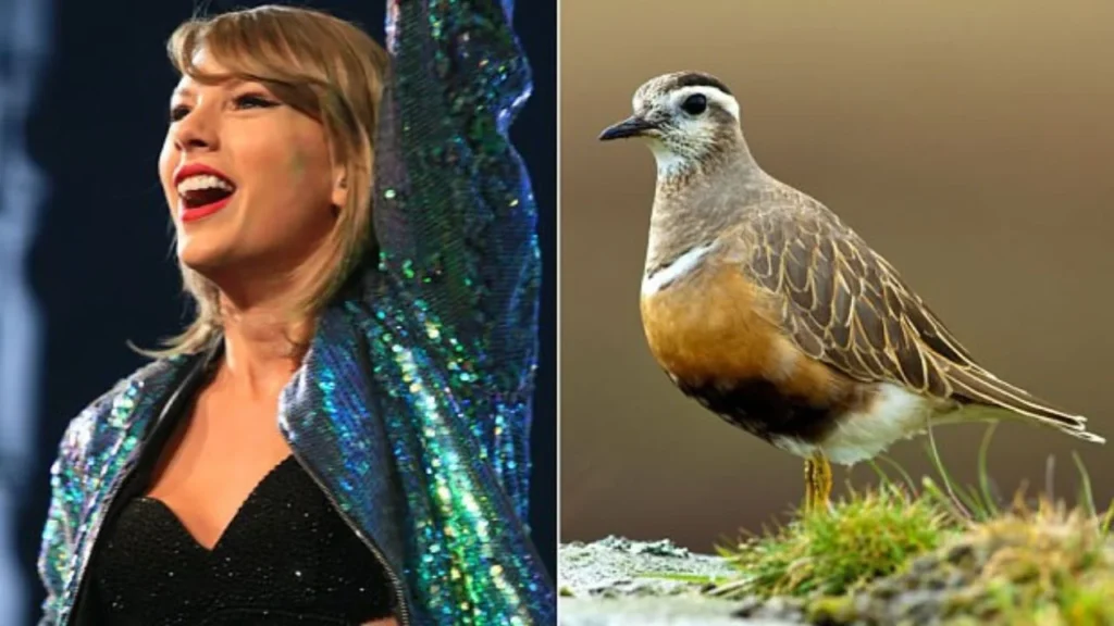 Taylor Swift - Tailor Swift (a swift bird with stylish feathers)

