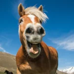 10 Hilarious Funny Picture for horse lovers