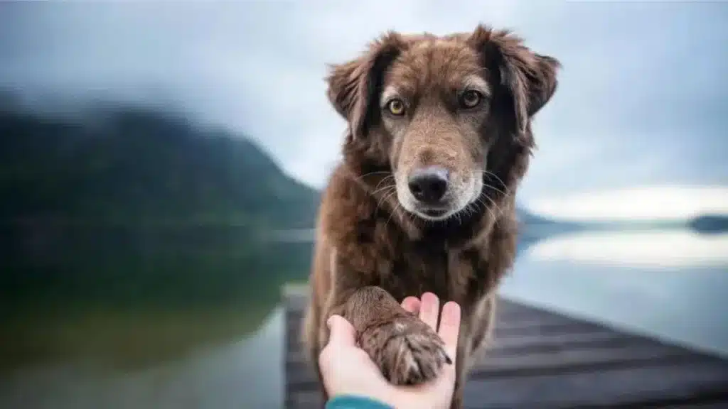 "When you're trying to have a serious conversation, but your dog interrupts with a toy."
