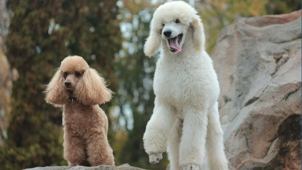 Top 20 family dogs 2023-Poodle