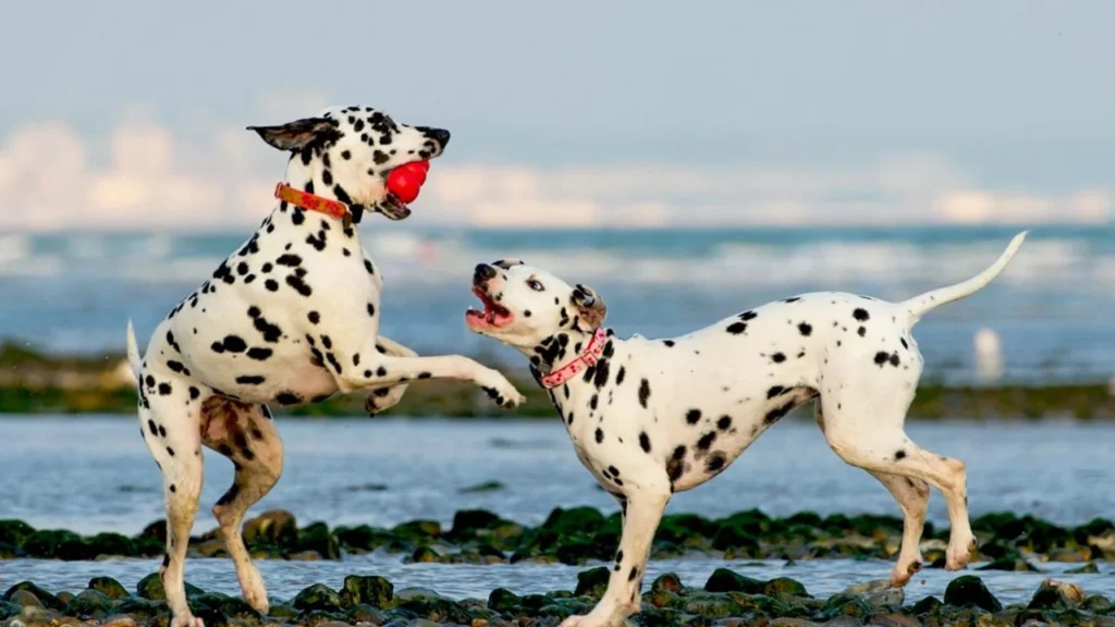 Top 20 family dogs 2023-Dalmatian