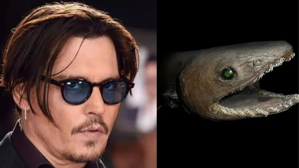 Johnny Depp - Johnny Deepsea (a deep-sea anglerfish with a mysterious aura)