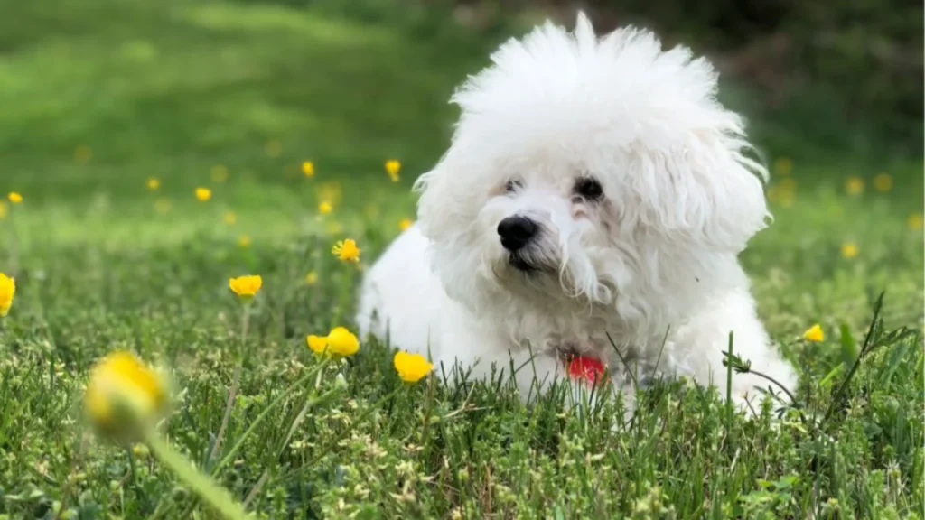 Top 20 family dogs 2023-Bichon Frise