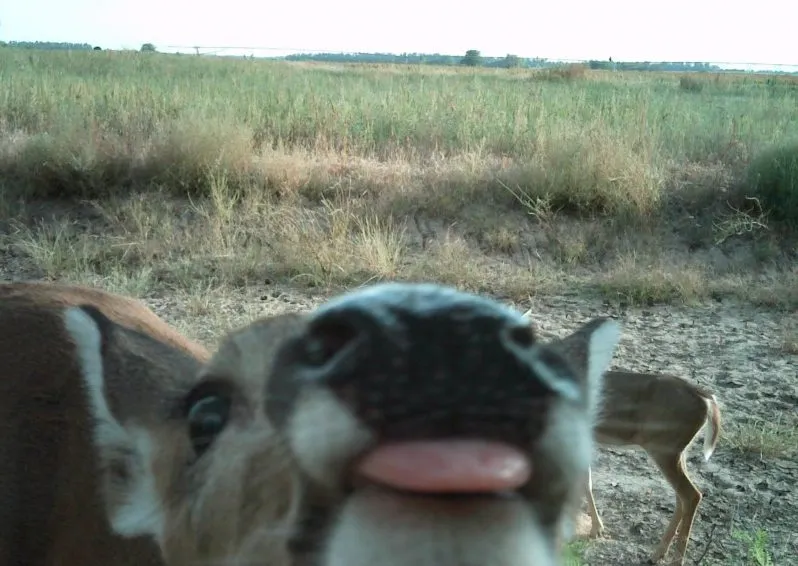 animal- tongue