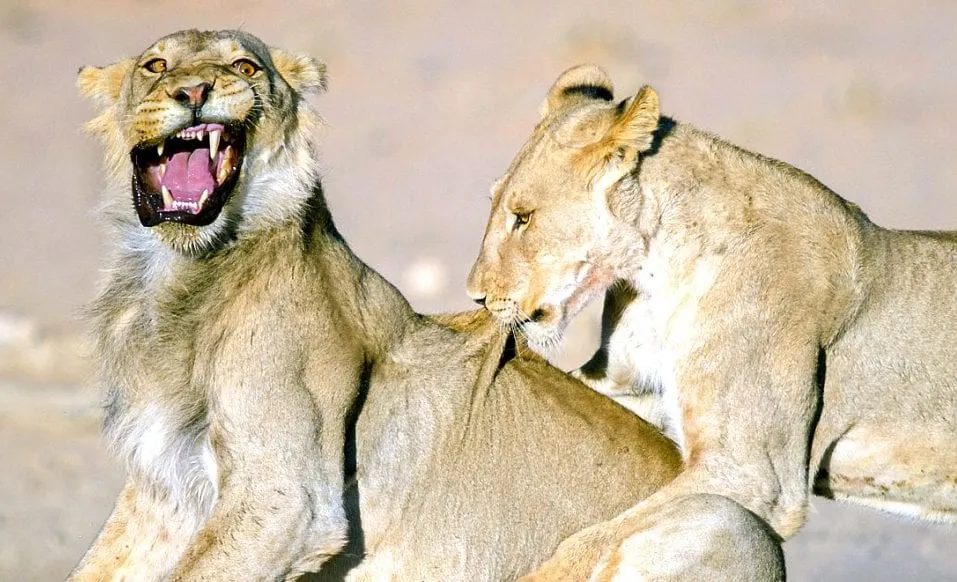 animal-lions