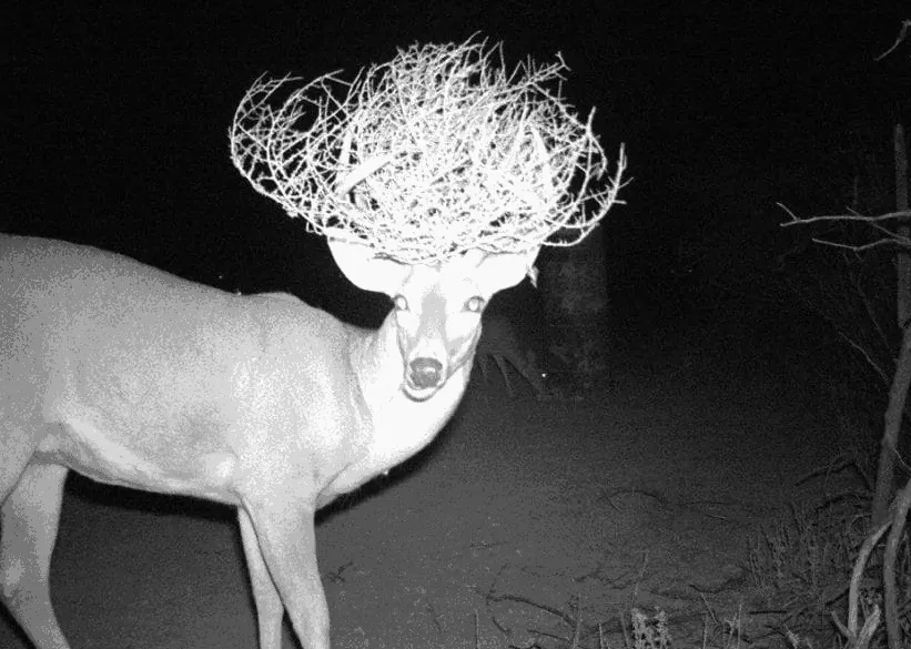 animals-deer hair