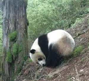 animals-panda