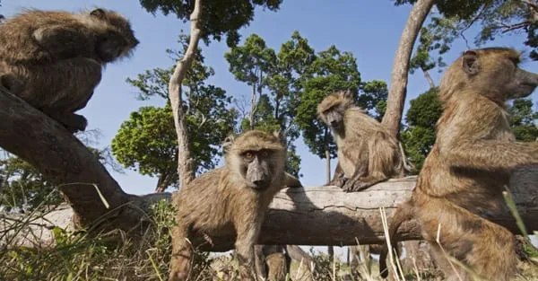 animals-monkeys