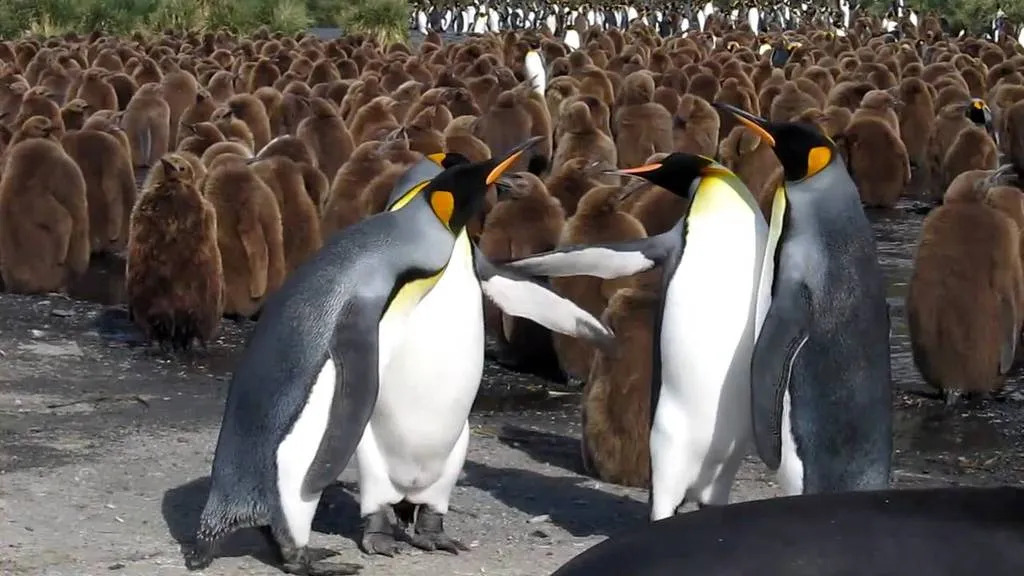 animals-penguins