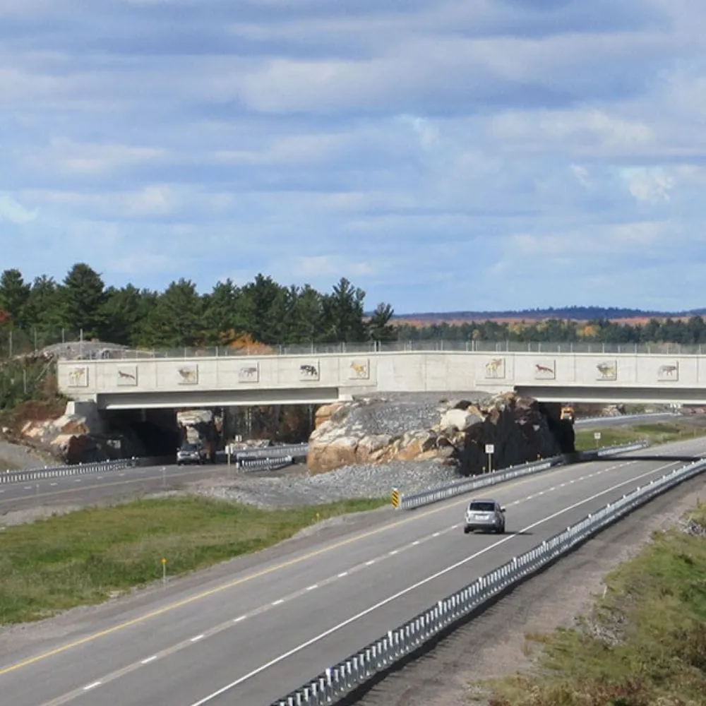 Animal Bridges and Crossings That Save Thousands of Animals Every Year